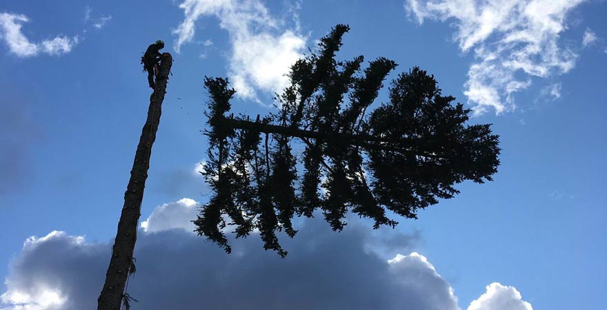 Saltsjö Forestry Sektionsfällning av träd Nacka